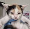 adoptable Cat in Bakersfield, CA named NATASHA