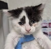 adoptable Cat in Bakersfield, CA named BORIS