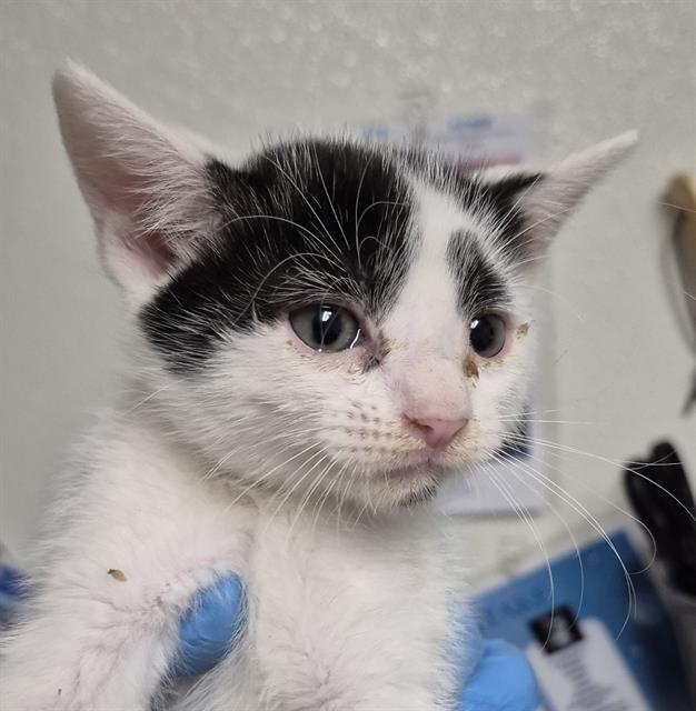 adoptable Cat in Bakersfield, CA named ROCKY