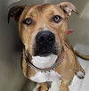 adoptable Dog in Bakersfield, CA named *GRAHAM