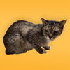 adoptable Cat in Bakersfield, CA named *BONES