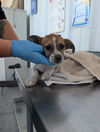 adoptable Dog in  named A1228419