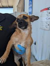 adoptable Dog in  named A1228420