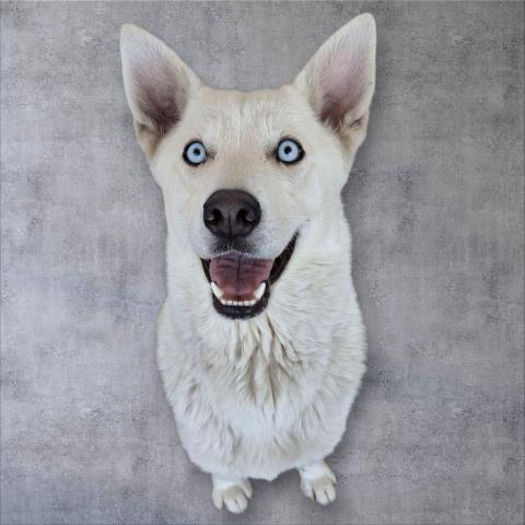 adoptable Dog in Bakersfield, CA named *SNOW