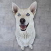 adoptable Dog in  named *SNOW