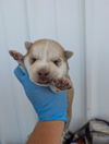 adoptable Dog in  named *BLIZZY