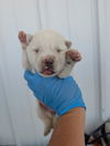 adoptable Dog in  named *ICEE