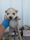 adoptable Dog in  named *FROST