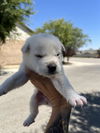 adoptable Dog in  named *FLURRY