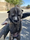 adoptable Dog in  named *CRYSTAL