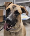 adoptable Dog in  named *SOOS