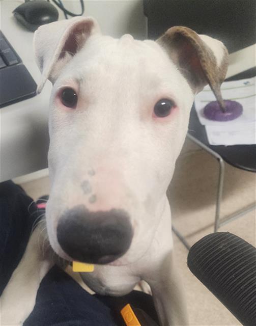adoptable Dog in Bakersfield, CA named *MARSHAL