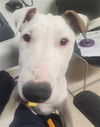 adoptable Dog in  named *MARSHAL