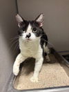 adoptable Cat in  named *EMPRESS WHISKERS
