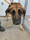 adoptable Dog in  named *BIRCH