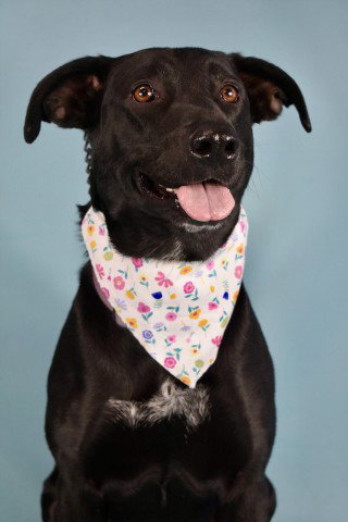 *DARLENE, an adoptable Labrador Retriever in Bakersfield, CA