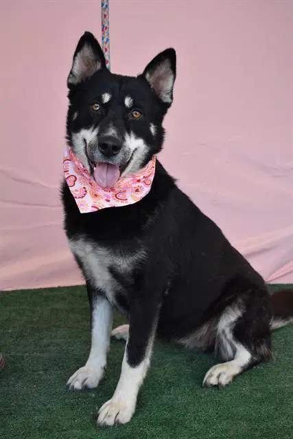 Lava Cake - Siberian Husky