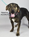NANETTE - Photo 1