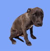 *WINSTON - Photo 1