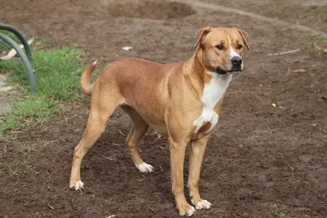 Jan - Pit Bull Terrier
