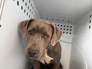 picture of the dog needing adoption