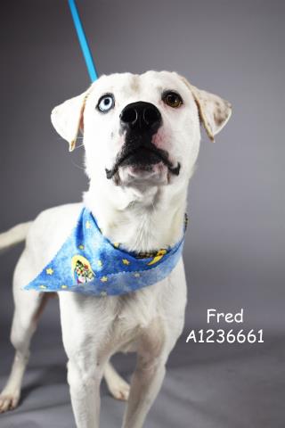*FRED Image