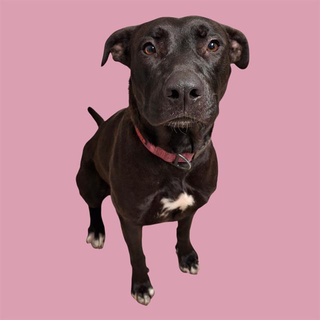 NALA Image