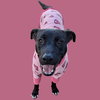 NALA - Photo 1