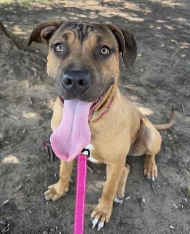 LUCY, an adoptable Pit Bull Terrier in Bakersfield, CA