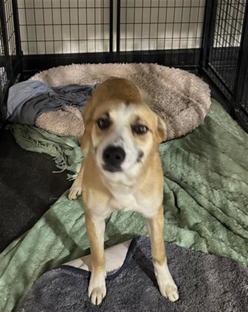 picture of the dog needing adoption