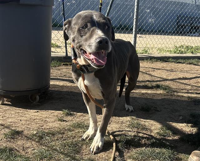 Pit Bull