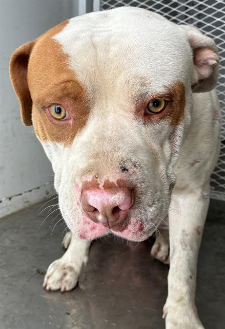 Pit Bull