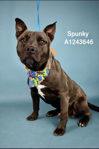 *SPUNKY Image