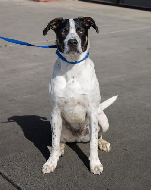 LEMMY - Pointer available for adoption