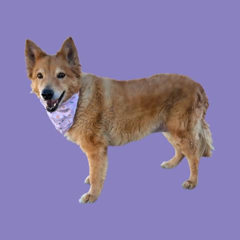 GINGER Image