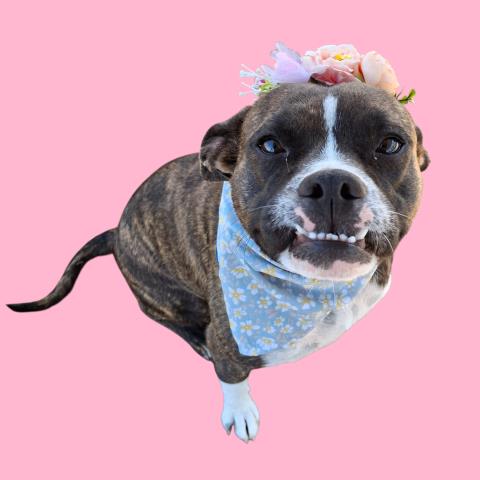 *LOLA - Pit Bull Terrier available for adoption