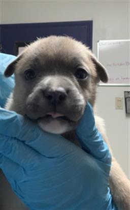 *LILO - Pit Bull Terrier available for adoption