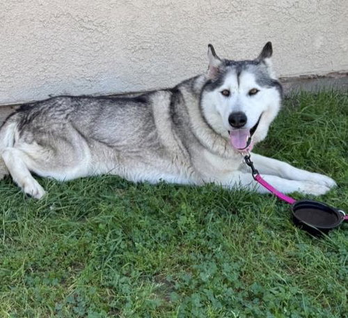 *KODA, an adoptable Alaskan Malamute in Bakersfield, CA
