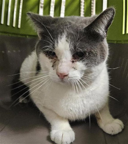BUDDY, an adoptable Domestic Short Hair in Bakersfield, CA