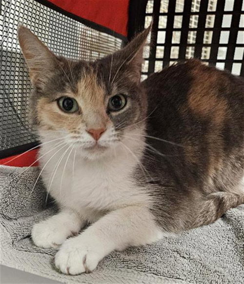 SANDY, an adoptable Domestic Short Hair in Bakersfield, CA