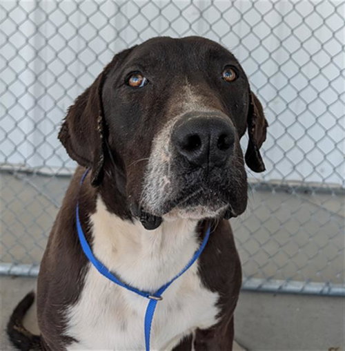 *SLIM SHADY, an adoptable Great Dane in Bakersfield, CA