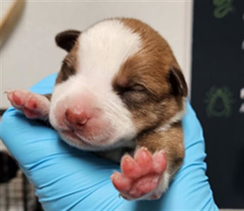 *SPONGEBOB - Pit Bull Terrier available for adoption