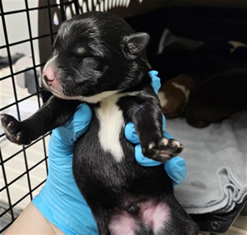 *PATRICK STAR - Pit Bull Terrier available for adoption