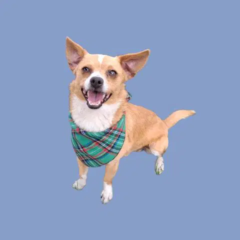 Dallas - Chihuahua