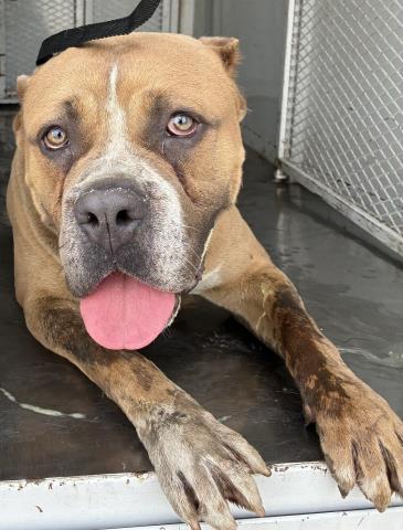 *ROCK, an adoptable Pit Bull Terrier in Bakersfield, CA