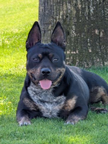 *TONY, an adoptable Queensland Heeler in Bakersfield, CA