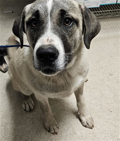 SQUIRREL, an adoptable Great Pyrenees in Bakersfield, CA
