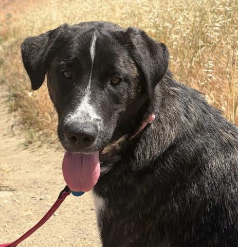 SCARLETT, an adoptable Great Pyrenees in Bakersfield, CA