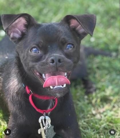 *CHICKEN, an adoptable Chihuahua in Bakersfield, CA