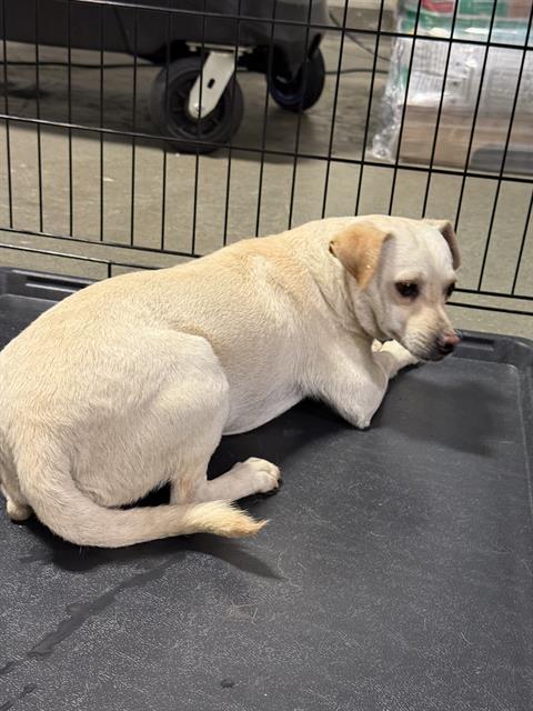 *DECLAN, an adoptable Chihuahua in Bakersfield, CA